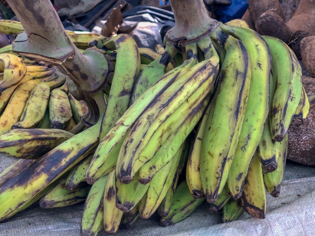 Bananes plantains